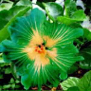 Meet your Posher, Jess